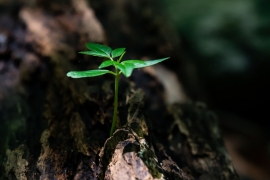 Imágen de Da mundial del medio ambiente